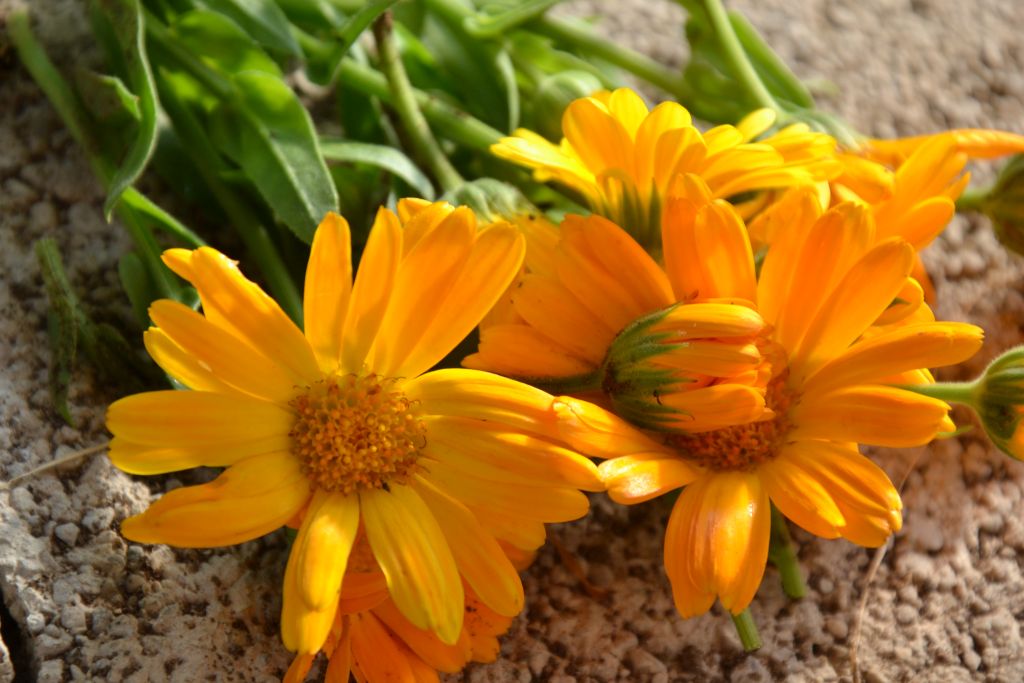 Ringelblumen.JPG