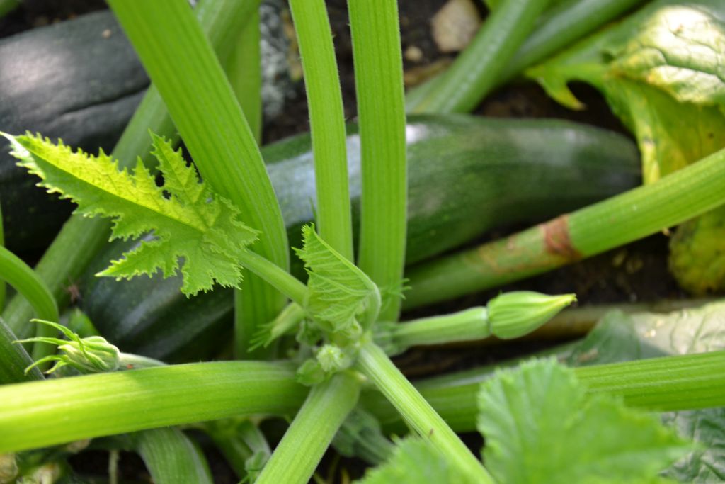 Zucchini.JPG